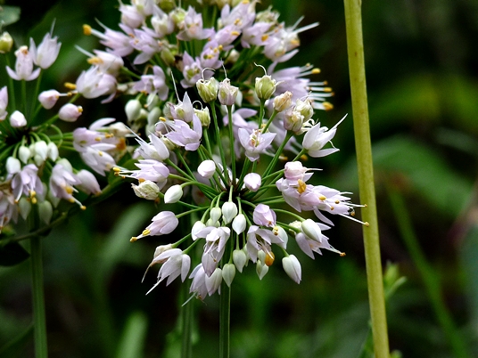{Allium stellatum}